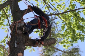 Tree Trimming & Pruning Nassau County